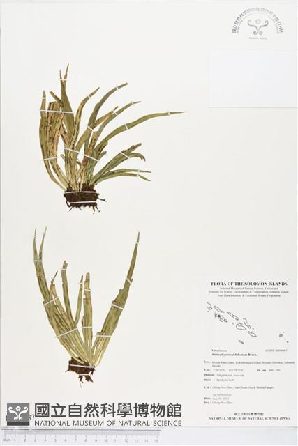 登錄號:BP00987藏品圖，第1張