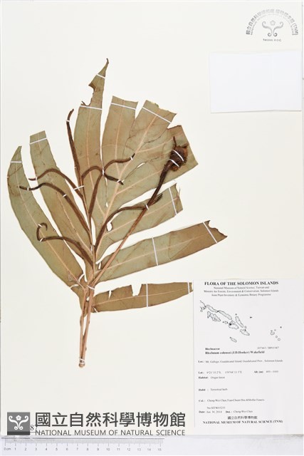 登錄號:BP01987藏品圖，第1張