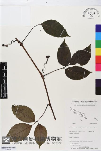 登錄號:BS06387藏品圖，第1張