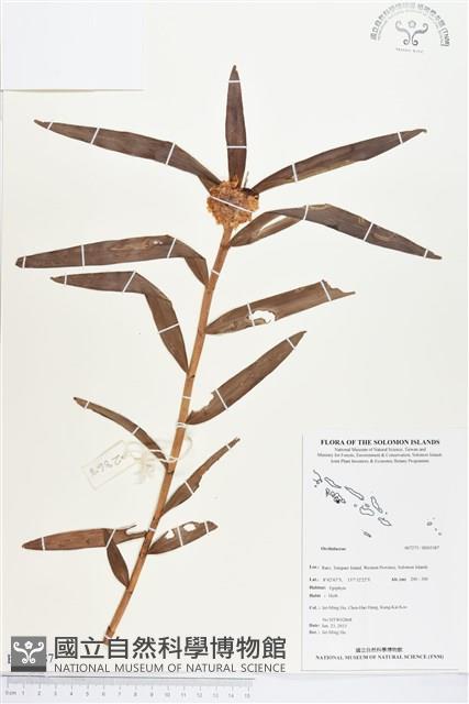 登錄號:BS03387藏品圖，第1張