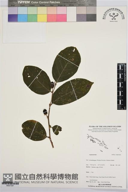 登錄號:BS07387藏品圖，第1張