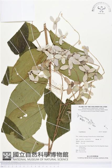 登錄號:BS02897藏品圖，第1張