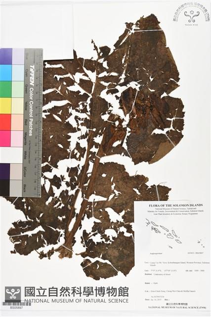 登錄號:BS05897藏品圖，第1張