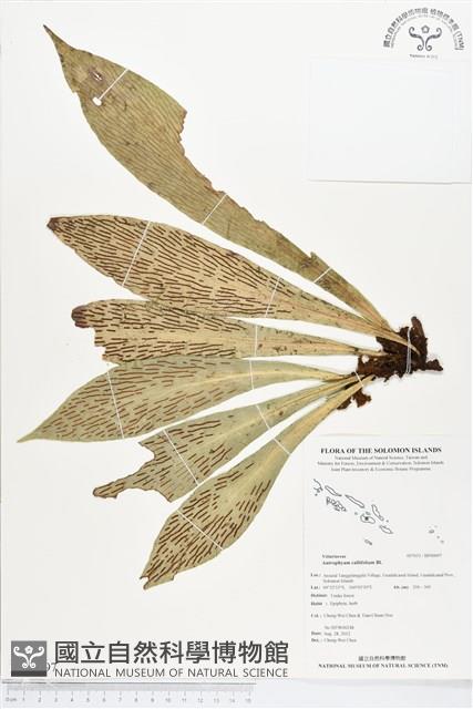 水芋葉車前、美葉車前蕨藏品圖，第1張