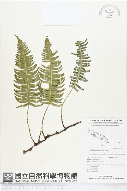 馬來陰石蕨藏品圖，第1張