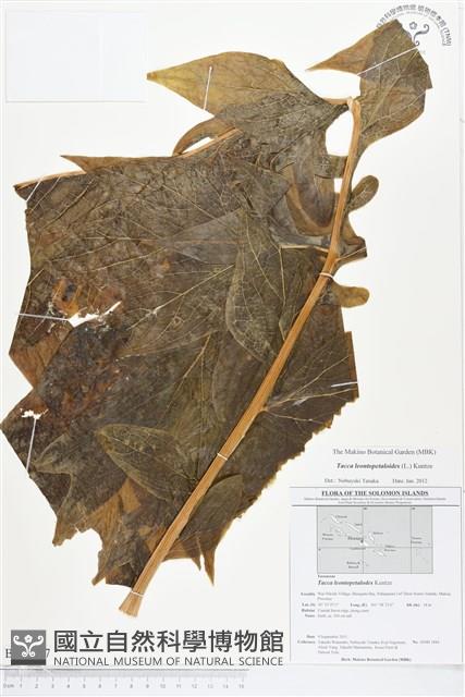 蒟蒻薯藏品圖，第1張