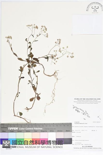 一枝香藏品圖，第1張