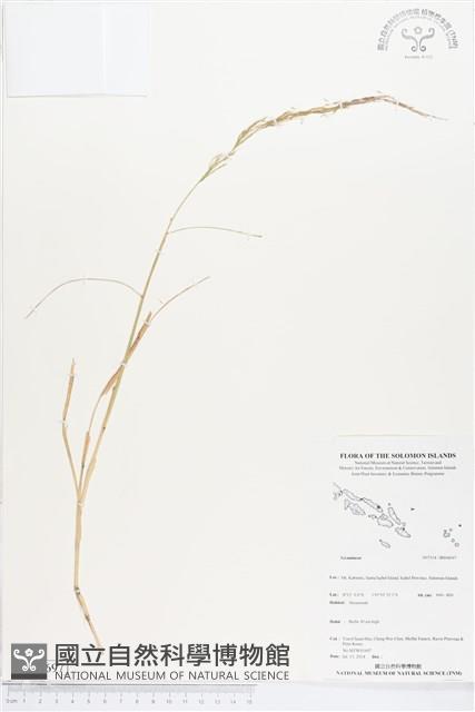 登錄號:BS04697藏品圖，第1張