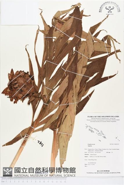 登錄號:BS02197藏品圖，第1張