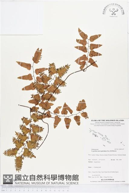 小葉海金沙藏品圖，第1張