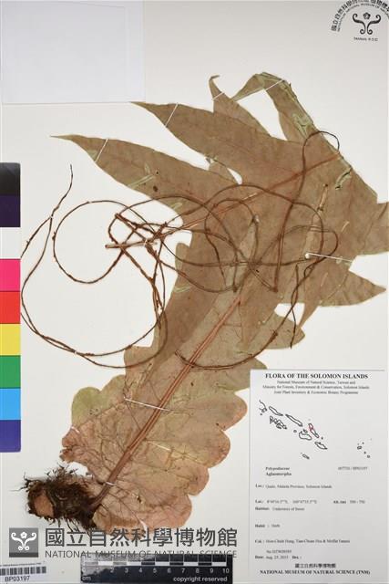 登錄號:BP03197藏品圖，第1張