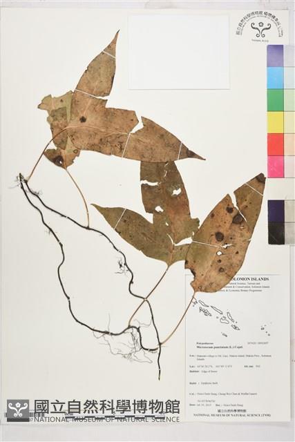 登錄號:BP02497藏品圖，第1張