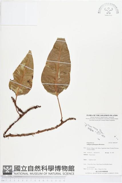 登錄號:BP01497藏品圖，第1張