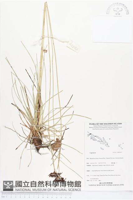 登錄號:BS04497藏品圖，第1張