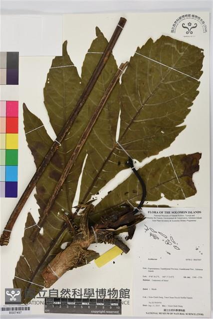 登錄號:BS07497藏品圖，第1張