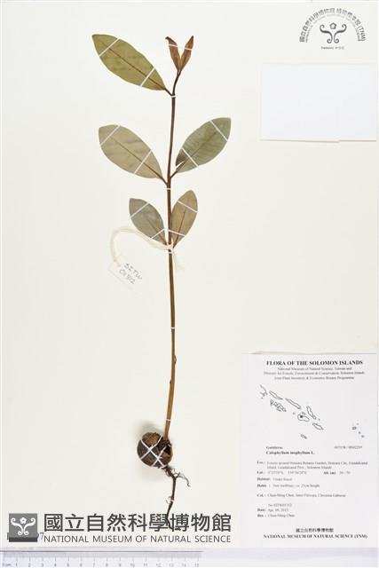 瓊崖海棠、胡桐藏品圖，第1張