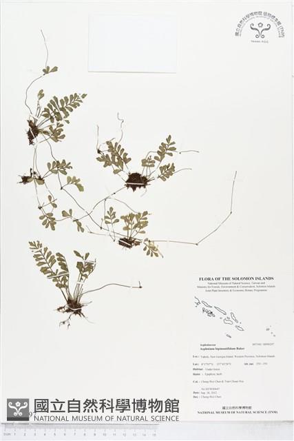 登錄號:BP00297藏品圖，第1張