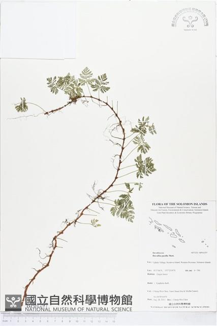 登錄號:BP01297藏品圖，第1張