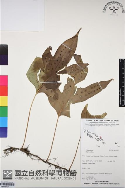 登錄號:BP03297藏品圖，第1張