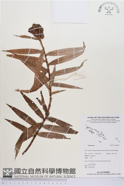 登錄號:BS03297藏品圖，第1張