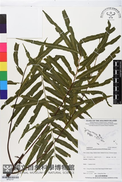 登錄號:BP02797藏品圖，第1張