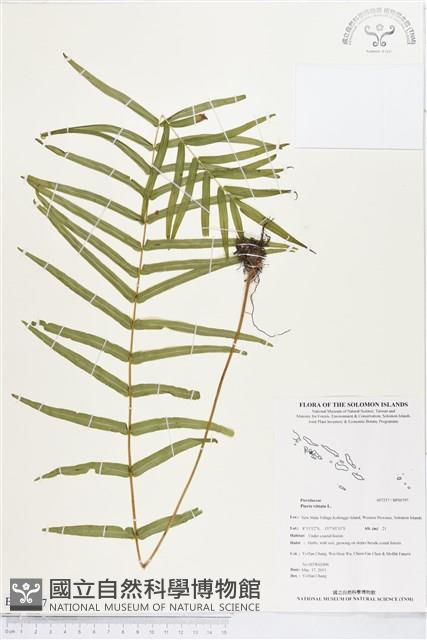 鱗蓋鳳尾蕨藏品圖，第1張