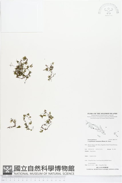 團扇蕨藏品圖，第1張