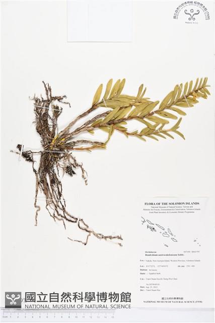 登錄號:BS01797藏品圖，第1張