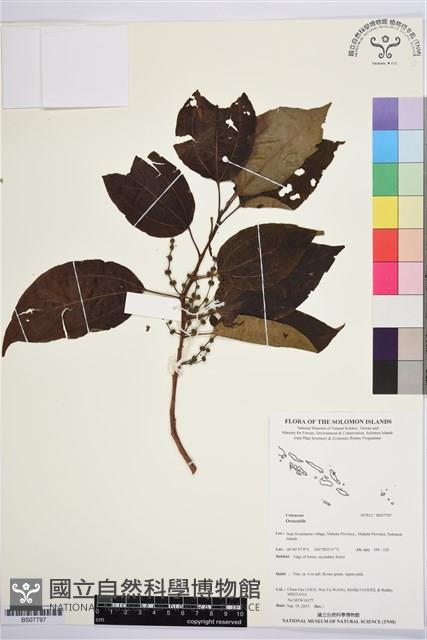 登錄號:BS07797藏品圖，第1張