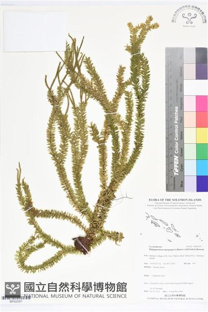 登錄號:BP02597藏品圖，第1張