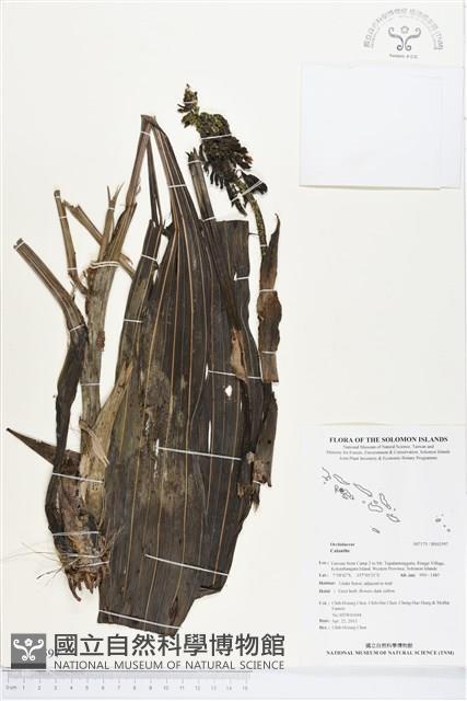 登錄號:BS02597藏品圖，第1張