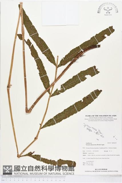 翅柄三叉蕨藏品圖，第1張