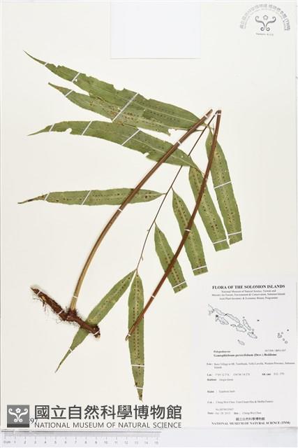 棱脈蕨藏品圖，第1張