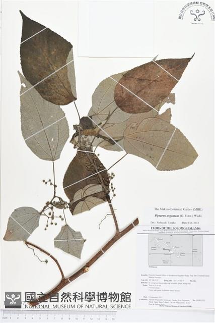 銀背落尾麻藏品圖，第1張