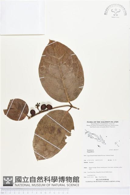 登錄號:BS04597藏品圖，第1張