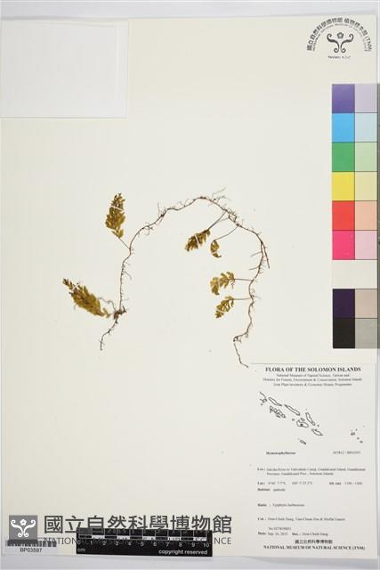 登錄號:BP03597藏品圖，第1張