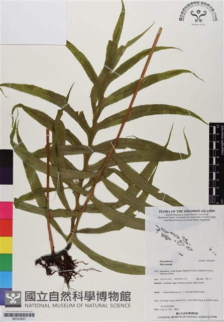 登錄號:BP02997藏品圖，第1張
