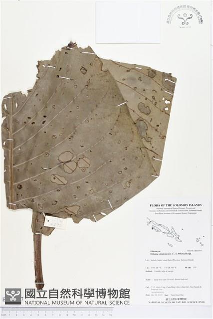 登錄號:BS03997藏品圖，第1張