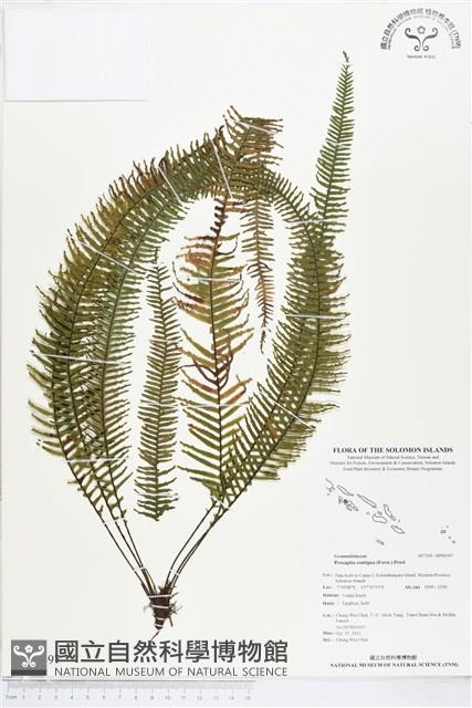 穴子蕨藏品圖，第1張