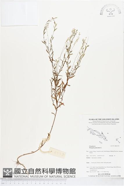 圓錐花遠志藏品圖，第1張