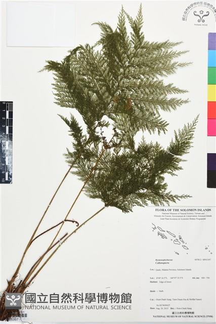 登錄號:BP03397藏品圖，第1張