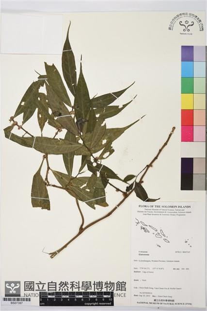 登錄號:BS07397藏品圖，第1張