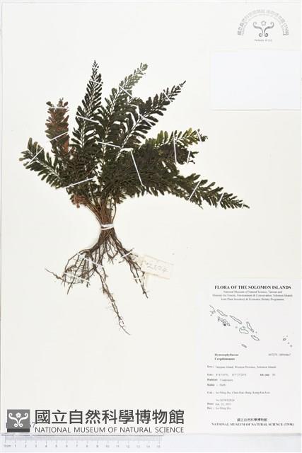 登錄號:BP00867藏品圖，第1張