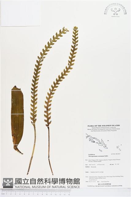 登錄號:BS03867藏品圖，第1張