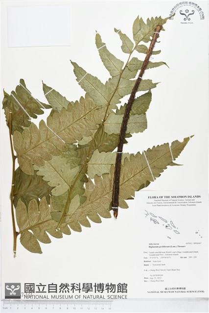 多生菜蕨藏品圖，第1張