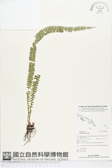 方柄鱗始蕨藏品圖，第1張