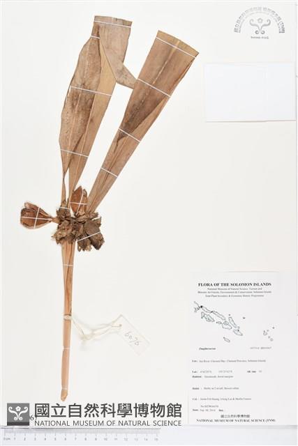 登錄號:BS05067藏品圖，第1張