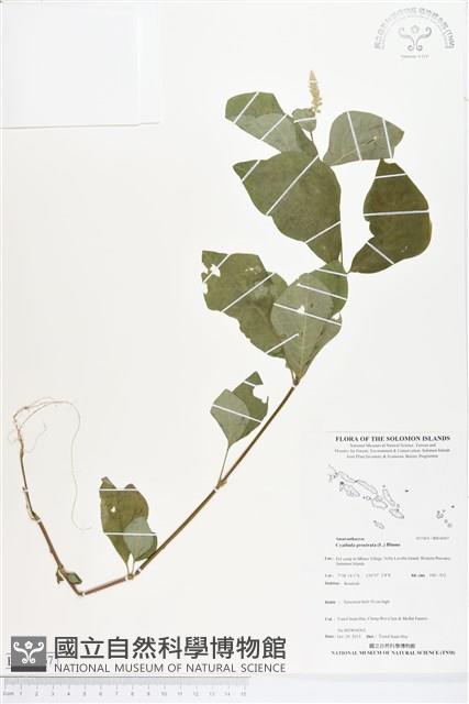 假川牛膝藏品圖，第1張