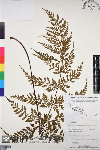 登錄號:BP03067藏品圖，第1張