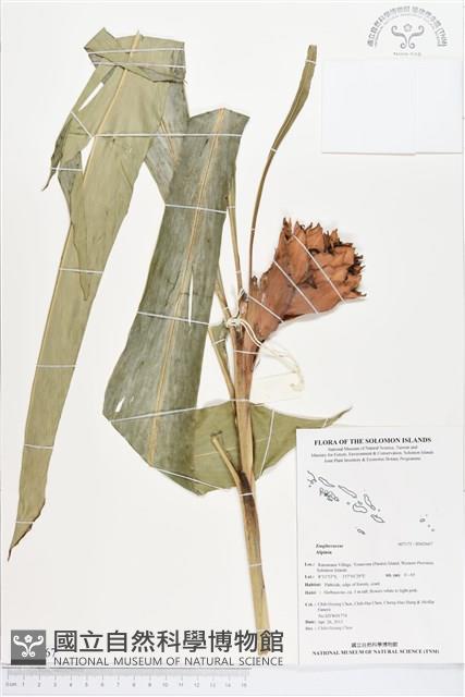 登錄號:BS02667藏品圖，第1張